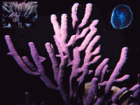 Florida Sea free Screen Saver