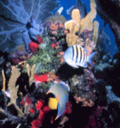 Florida Sea free Screen Saver